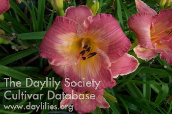 Daylily Strawberries on Parade